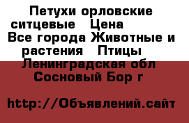 Петухи орловские ситцевые › Цена ­ 1 000 - Все города Животные и растения » Птицы   . Ленинградская обл.,Сосновый Бор г.